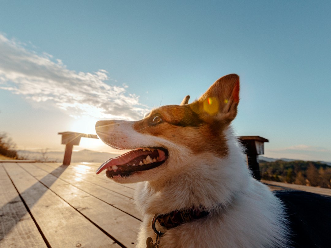 Reise med hund: En komplett guide til ferie med firbente venner